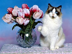 Pawning for Your Affection, Ragdoll